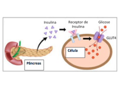 esquema-celula-insulina-receptor-jpg